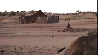 arabian
